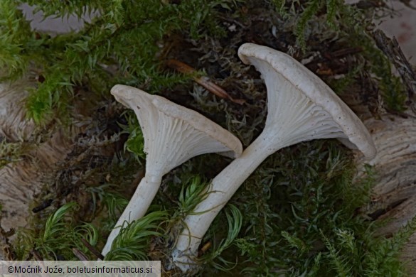 Clitocybe catinus