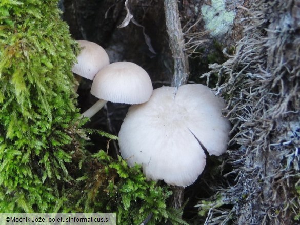 Pluteus inquilinus