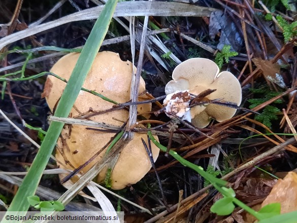 Suillus bovinus