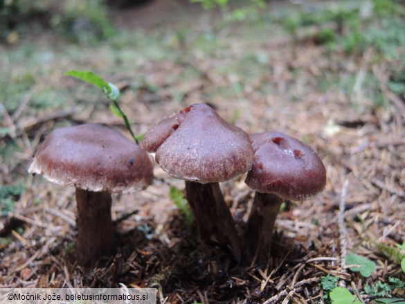 Cortinarius brunneus