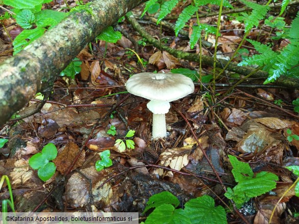 Amanita excelsa