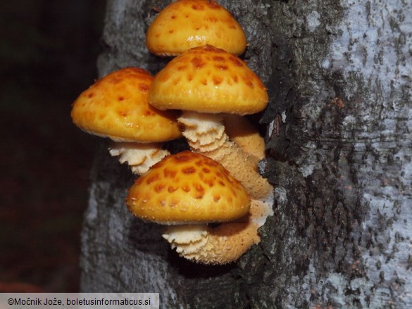 Pholiota adiposa