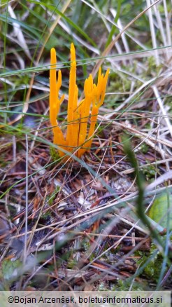 Calocera viscosa