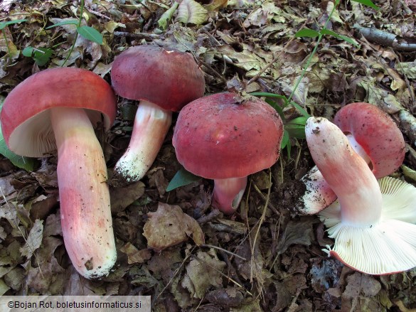 Russula amoenicolor