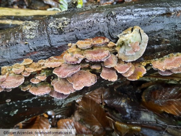 Trichaptum biforme