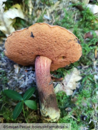 Boletus mendax