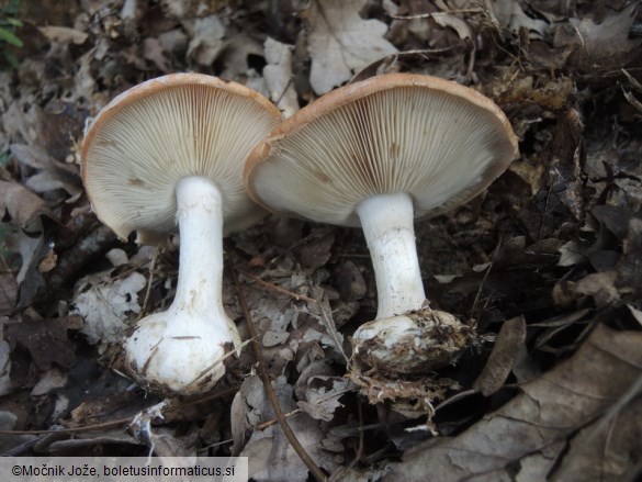 Leucocortinarius bulbiger