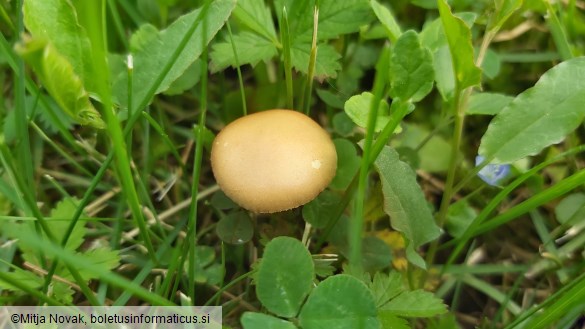 Agrocybe pediades