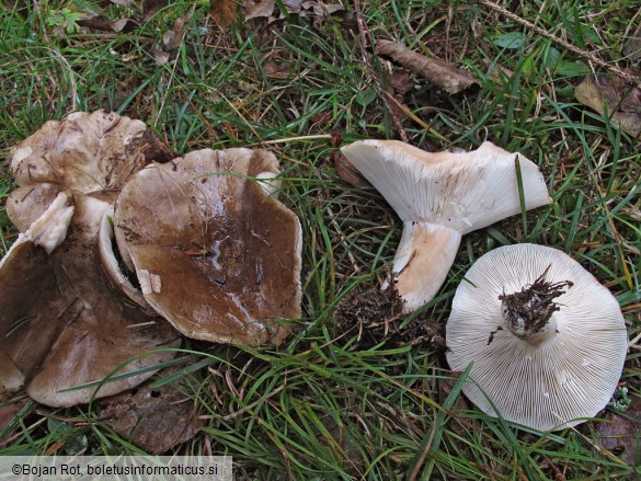 Russula acrifolia