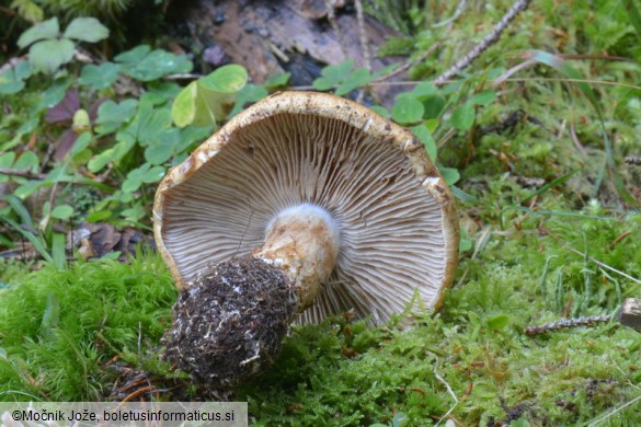 Cortinarius saginus