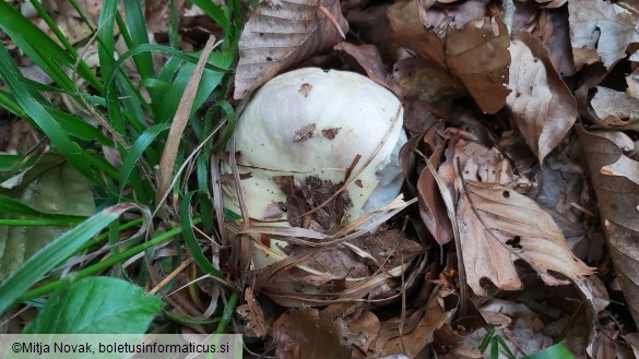 Russula romellii