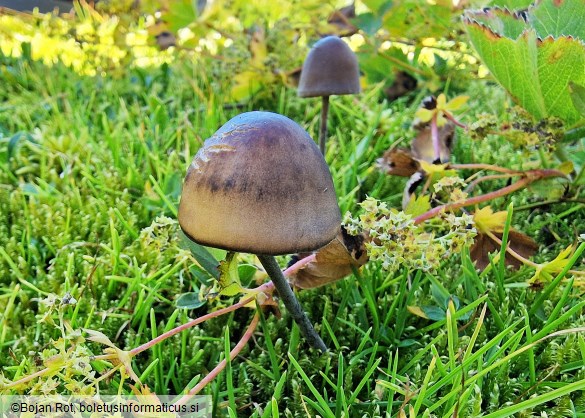Panaeolus acuminatus