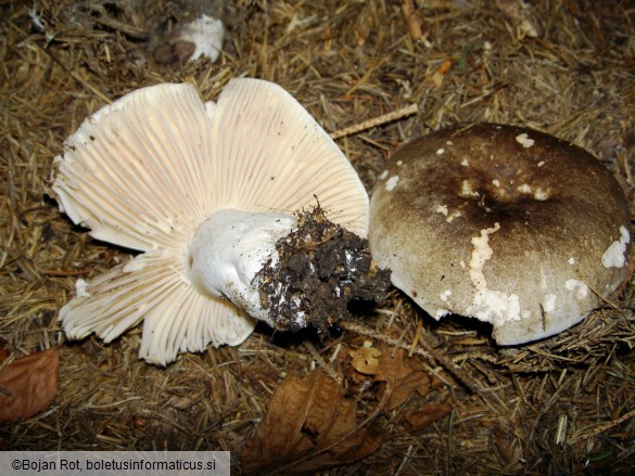 Russula nigricans