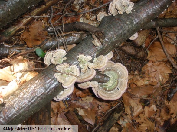 Trametes versicolor