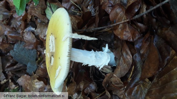 Amanita gemmata