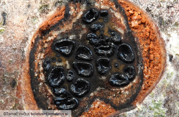 Lopadostoma dryophilum