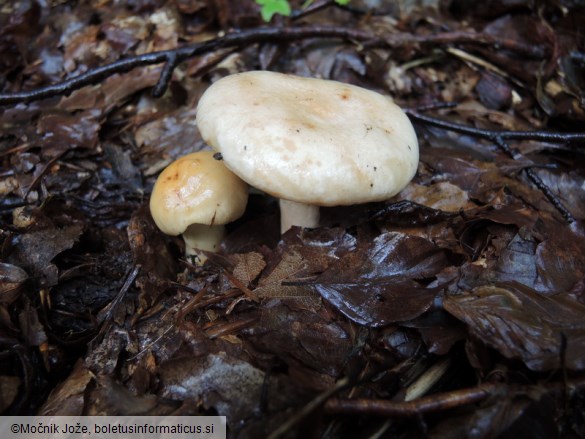 Lactarius pallidus