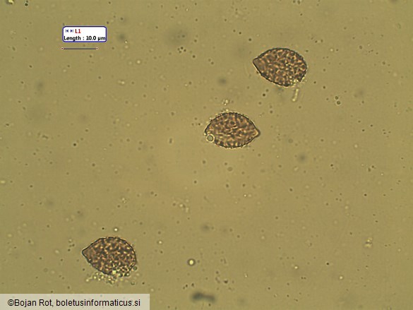 Calonarius elegantissimus