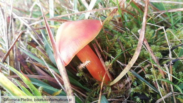 Hygrocybe punicea