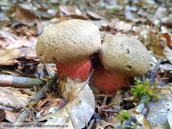 Caloboletus calopus