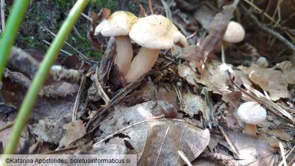 Suillus bovinus