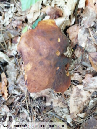 Neoboletus erythropus