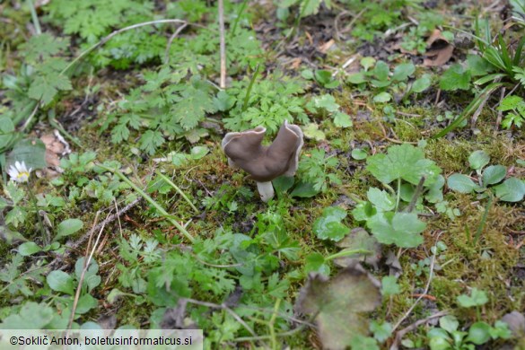Helvella albella