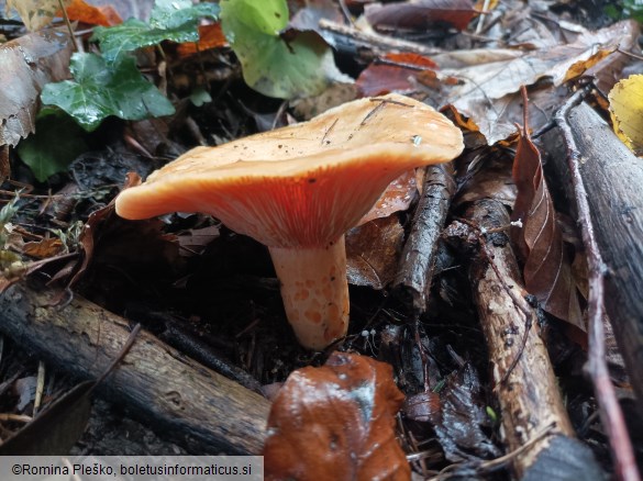 Lactarius salmonicolor