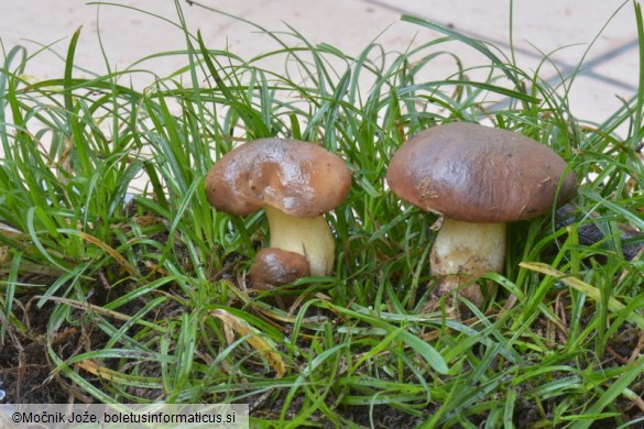 Suillus mediterraneensis