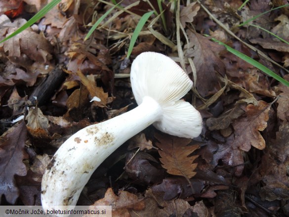 Russula aurora