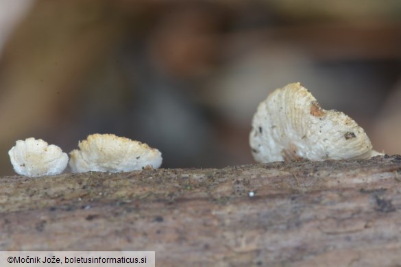 Crepidotus cesatii