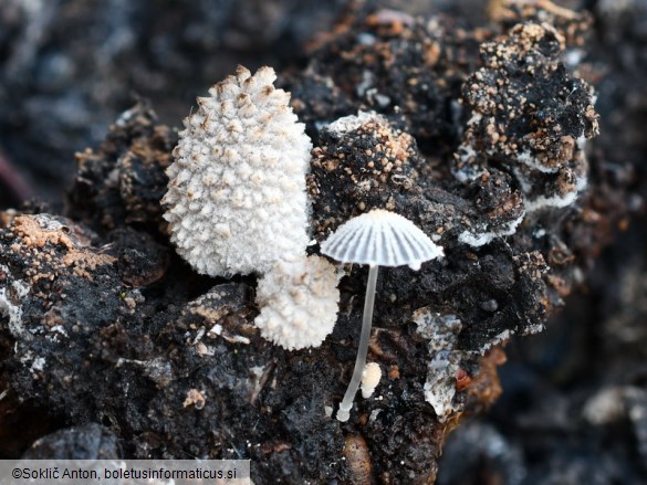 Coprinopsis ephemeroides