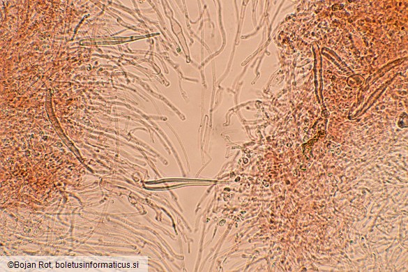 Hohenbuehelia petaloides