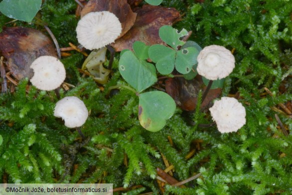 Gymnopus perforans