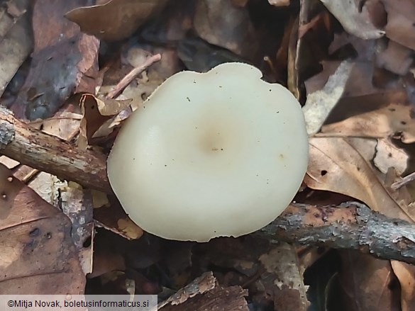 Clitocybe phaeophthalma