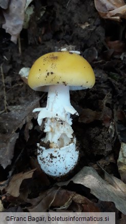 Amanita gemmata