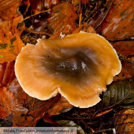 Rhodocollybia asema