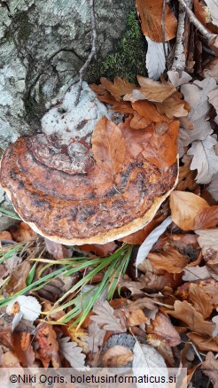 Ganoderma