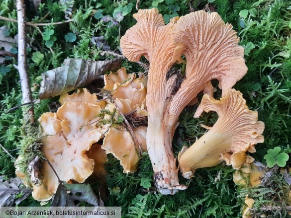 Cantharellus amethysteus