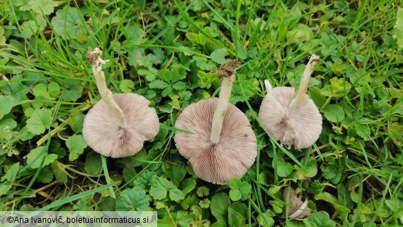 Coprinellus disseminatus