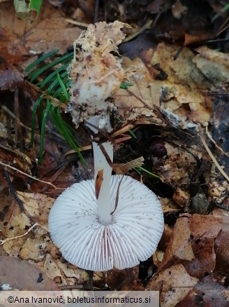 Mycena rosea