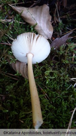 Amanita fulva