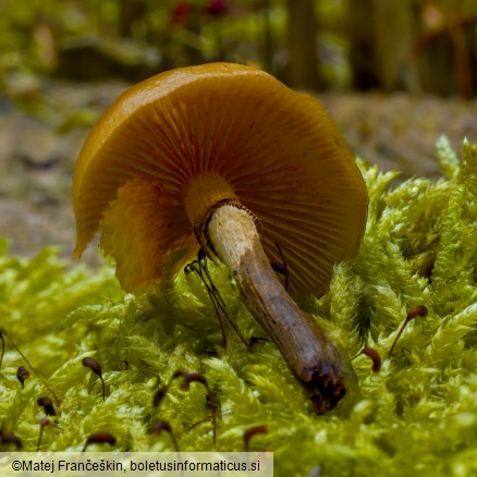 Galerina marginata