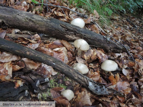 Megacollybia platyphylla