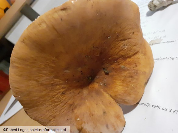 Lactarius volemus