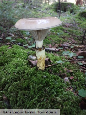 Gomphidius glutinosus