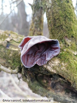 Auricularia auricula-judae