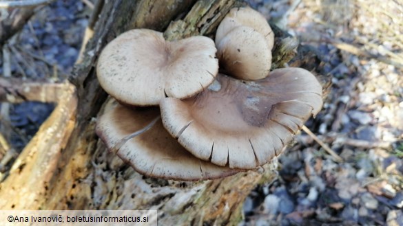 Pleurotus ostreatus