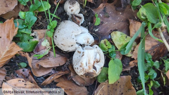 Coprinopsis romagnesiana