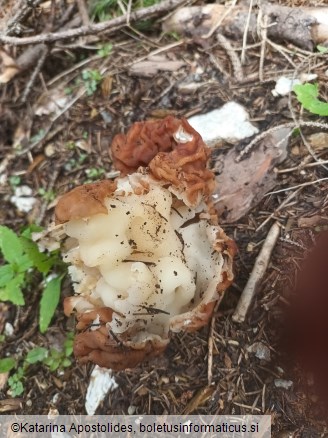 Gyromitra esculenta